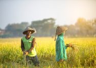 Ilustrasi petani