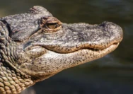 Arti Kata 'Cowo Buaya' dalam Bahasa Indonesia dan Penggunaannya