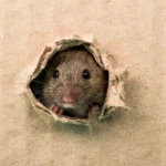 Cara Ampuh Mengusir Tikus dari Rumah Secara Alami dan Permanen