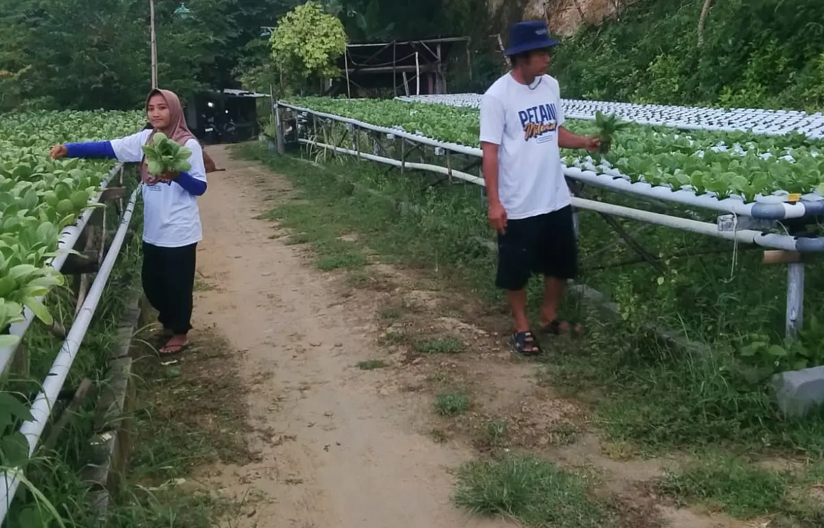 Lahan Batu yang Dianggap Mustahil, Disulap Petani Milenial Situbondo Jadi Kebun Cuan